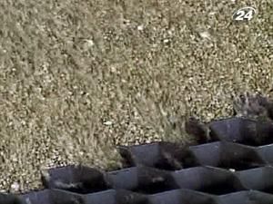 Форвардні закупівлі зерна уряд планує розпочати вже поточного року Форвардні закупівлі зерна уряд планує розпочати вже поточного року