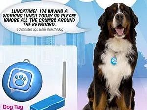 Американські собаки можуть вести мікроблог на Twitter