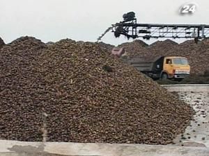 Виробництво цукру в Україні сягне 1,84 млн. т Виробництво цукру в Україні сягне 1,84 млн. т