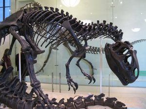 На аукціоні Sotheby's продали динозавра довжиною 10 метрів за 1,3 млн. євро На аукціоні Sotheby's продали динозавра довжиною 10 метрів за 1,3 млн. євро