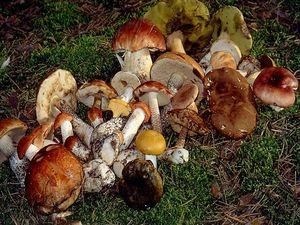 У Житомирській області 30 чоловік отруїлися грибами, 6 померли У Житомирській області 30 чоловік отруїлися грибами, 6 померли