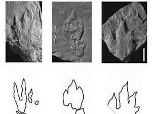 Американські вчені знайшли у Польщі сліди перших динозаврів Американські вчені знайшли у Польщі сліди перших динозаврів