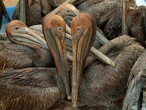 Екс-голову ВР нагородили за знищення природи Екс-голову ВР нагородили за знищення природи