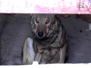 Вулицями Донецька блукає вовк Вулицями Донецька блукає вовк