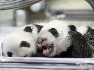 У Мадридському зоопарку народились панди-близнюки У Мадридському зоопарку народились панди-близнюки