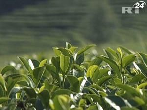 Ціни на чай можуть зрости через зменшення виробництва в Індії