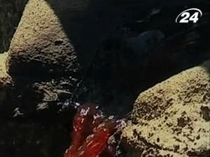 50% українського вина - фальсифікат 50% українського вина - фальсифікат