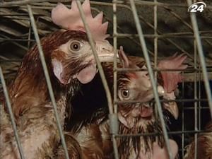 Україна припинила розслідування щодо курятини з Америки Україна припинила розслідування щодо курятини з Америки