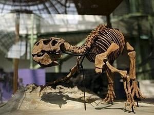 У Китаї знайшли останки невідомого раніше динозавра У Китаї знайшли останки невідомого раніше динозавра