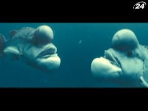 Автори "Птахів" та "Мікрокосмосу" презентували новий фільм Автори "Птахів" та "Мікрокосмосу" презентували новий фільм