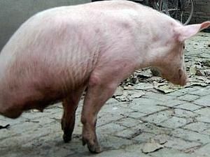 Китай: свиня, яка народилась лише з двома ногами, навчилась ходити (ВІДЕО) Китай: свиня, яка народилась лише з двома ногами, навчилась ходити (ВІДЕО)