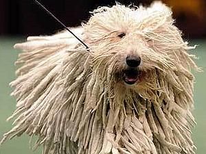 Британські вчені: собаки діляться на оптимістів і песимістів Британські вчені: собаки діляться на оптимістів і песимістів