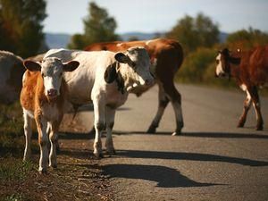 У Донецькій області загинула громадянка Росії, врізавшись на скутері у корову У Донецькій області загинула громадянка Росії, врізавшись на скутері у корову