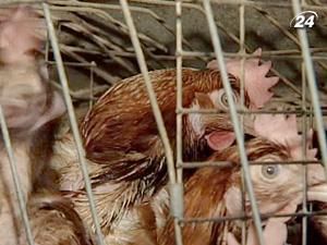 ЄС перевірить українське м'ясо, рибу, молоко та мед ЄС перевірить українське м'ясо, рибу, молоко та мед