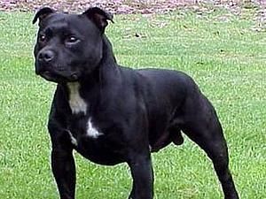 У Британії собаку-гермафродита перетворили на суку У Британії собаку-гермафродита перетворили на суку