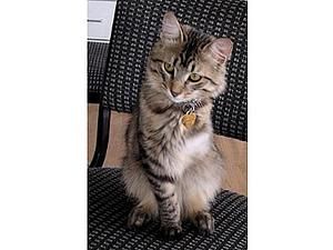 У США за відвагу нагородили трилапого кота і собаку-рятувальника У США за відвагу нагородили трилапого кота і собаку-рятувальника