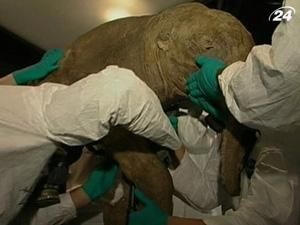 У США на виставці можна побачити маленького мамонта Любу У США на виставці можна побачити маленького мамонта Любу