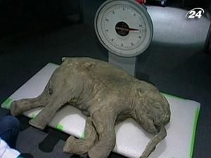 До американського штату Нью-Джерсі завітав мамонт Люба