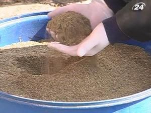 Майже дві тонни марихуани вилучили правоохоронці на Прикарпатті Майже дві тонни марихуани вилучили правоохоронці на Прикарпатті