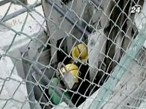 На півдні Еквадору 4 шахтарів заблокувало в золоторудній копальні На півдні Еквадору 4 шахтарів заблокувало в золоторудній копальні