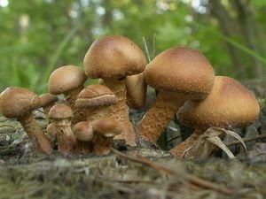 У Херсонській області госпіталізували 4 людей через отруєння грибами