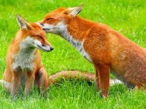 У Лондонському зоопарку вбили 11 південноафриканських пінгвінів У Лондонському зоопарку вбили 11 південноафриканських пінгвінів