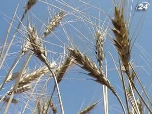 Україна запровадила квоти на експорт зерна Україна запровадила квоти на експорт зерна