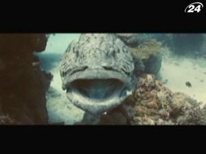 "Океани": у новому фільмі - незвідані глибини океанів "Океани": у новому фільмі - незвідані глибини океанів