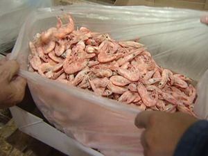 В Еквадорі поліція конфіскувала тонну кокаїну в коробках з креветками В Еквадорі поліція конфіскувала тонну кокаїну в коробках з креветками