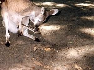 У Ірландії розслідують загибель кенгуру, яке напилось алкоголю і наковталось екстазі У Ірландії розслідують загибель кенгуру, яке напилось алкоголю і наковталось екстазі