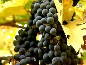 Дефіцит виноматеріалів в Україні цього сезону сягає 40% Дефіцит виноматеріалів в Україні цього сезону сягає 40%