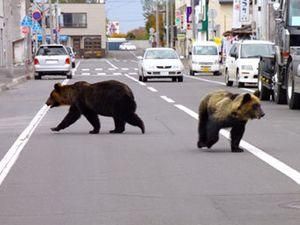 В Японії голодні ведмеді нападають на людей