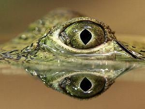 У Конго причиною авіакатастрофи і загибелі 20 людей став крокодил У Конго причиною авіакатастрофи і загибелі 20 людей став крокодил