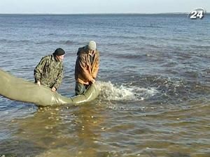 У Київському морі поповнюють популяцію риби, що загинула минулої зими