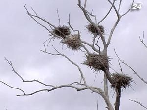 На острові в Азовському морі виявили півтори тисячі мертвих птахів На острові в Азовському морі виявили півтори тисячі мертвих птахів