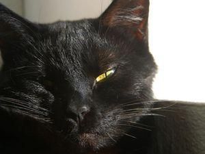 В США напередодні Halloween ховають чорних котів від сатаністів В США напередодні Halloween ховають чорних котів від сатаністів