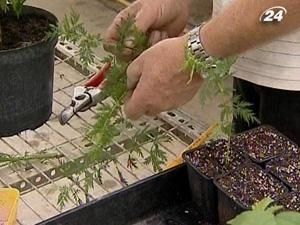 Нові-старі ліки від малярії Нові-старі ліки від малярії