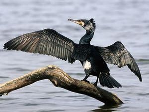 Неподалік Бердянська загинули 1500 птахів через грибкову інфекцію Неподалік Бердянська загинули 1500 птахів через грибкову інфекцію