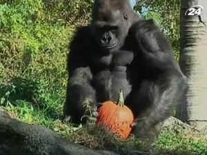 Звірі з зоопарку Детройта святкують Хелловін Звірі з зоопарку Детройта святкують Хелловін