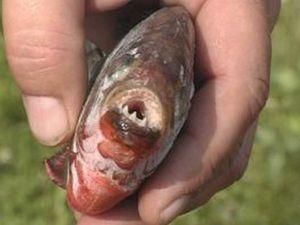 Іхтіологи виявили 5 нових видів риб у Дніпрі Іхтіологи виявили 5 нових видів риб у Дніпрі