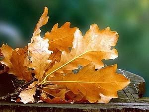 Британські вчені пояснили, чому дерева восени скидають листя Британські вчені пояснили, чому дерева восени скидають листя