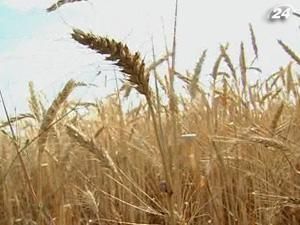 Уряд подовжить експортні квоти на жито, ячмінь та гречку Уряд подовжить експортні квоти на жито, ячмінь та гречку