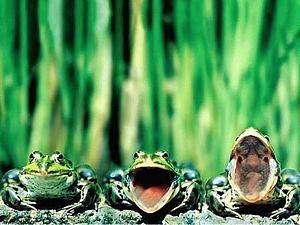 Вірменія відмовилась від експорту жаб Вірменія відмовилась від експорту жаб