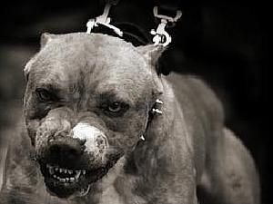 Росія: два пітбуля розірвали пенсіонерку Росія: два пітбуля розірвали пенсіонерку