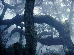 Великобританія хоче продати ліс Робіна Гуда Великобританія хоче продати ліс Робіна Гуда