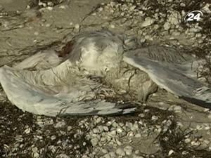 На о. Великий Дзендзик виявили 1,5 тис. мертвих птахів На о. Великий Дзендзик виявили 1,5 тис. мертвих птахів