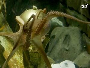 Помер восьминіг Пауль Помер восьминіг Пауль