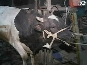 Контрабандисти переправляють корів тунелями в Сектор Газа Контрабандисти переправляють корів тунелями в Сектор Газа