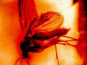 В Індії знайшли бурштин віком 50 мільйонів років В Індії знайшли бурштин віком 50 мільйонів років