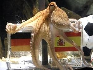 Труп восьминога Пауля поклали в холодильник і хочуть спалити найближчим часом Труп восьминога Пауля поклали в холодильник і хочуть спалити найближчим часом